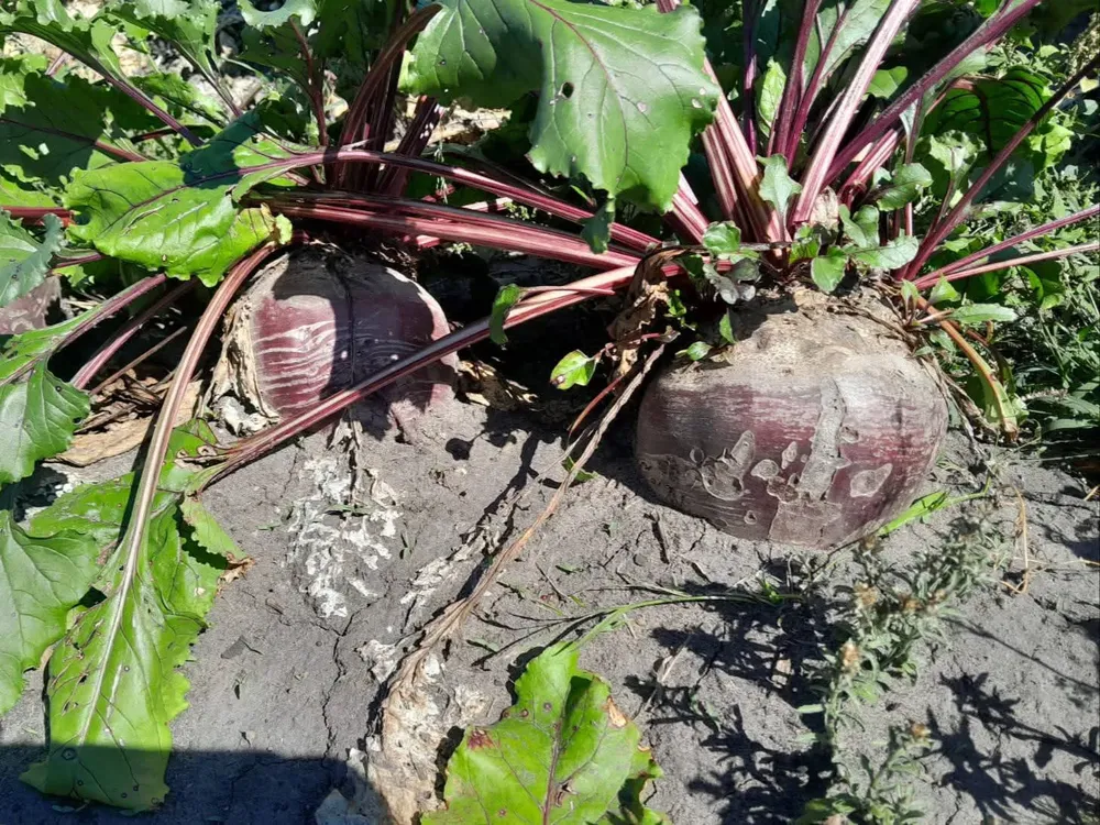 FB_IMG_1762288394593